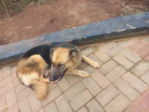 3-6 months Male Purebred German Shepherd