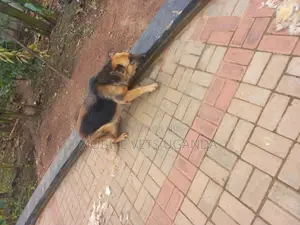 1+ year Male Purebred German Shepherd