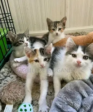 0-1 month Male Purebred Bengal