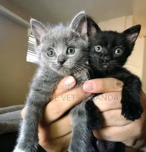 0-1 month Female Purebred American Shorthair