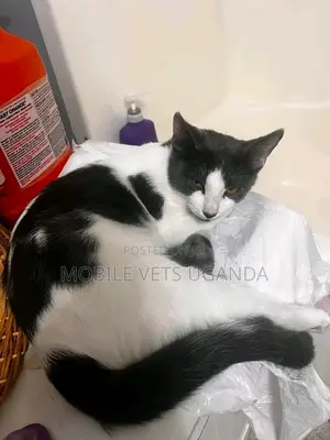 3-6 months Male Purebred American Shorthair