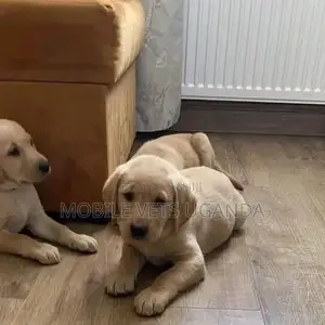 3-6 months Male Purebred Labradoodle