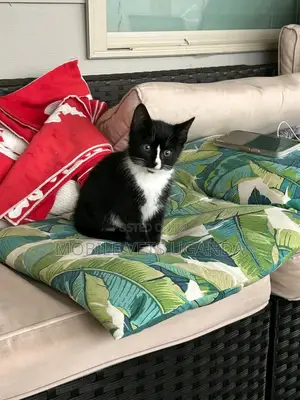1-3 months Male Purebred American Bobtail