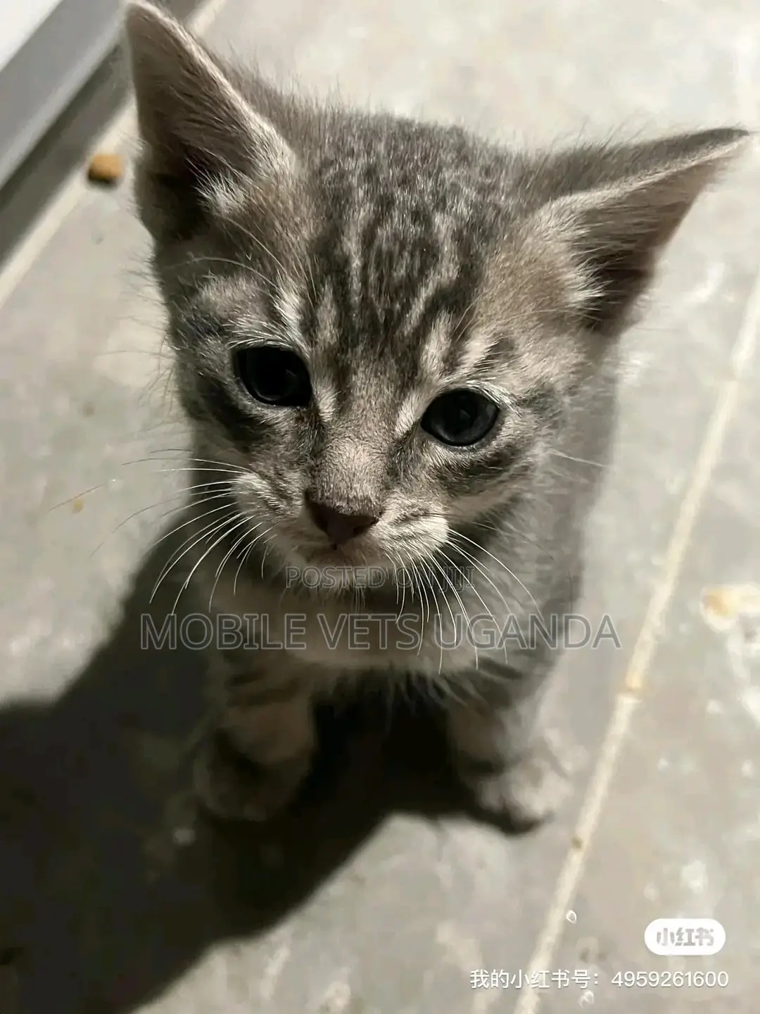 1-3 months Female Purebred American Bobtail