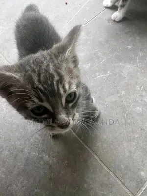 1-3 months Male Purebred American Bobtail