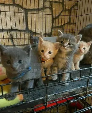 1-3 months Female Purebred American Bobtail