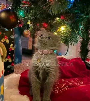 1-3 months Female Purebred American Shorthair