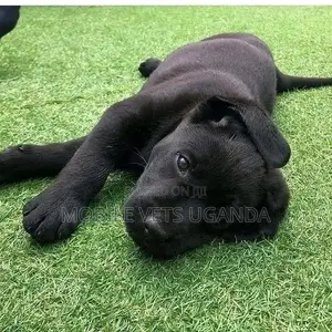 1-3 months Female Purebred Labradoodle