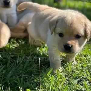 1-3 months Male Purebred Labrador Retriever