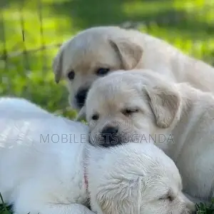 1-3 months Female Purebred Labrador Retriever