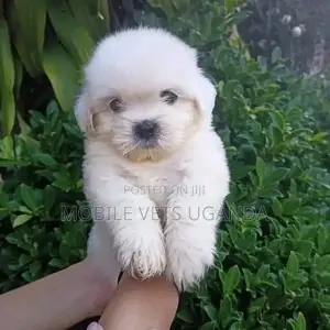 0-1 month Female Purebred Maltese