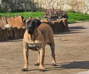 6-12 months Male Purebred Boerboel