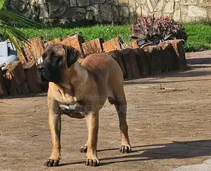 6-12 months Female Purebred Boerboel