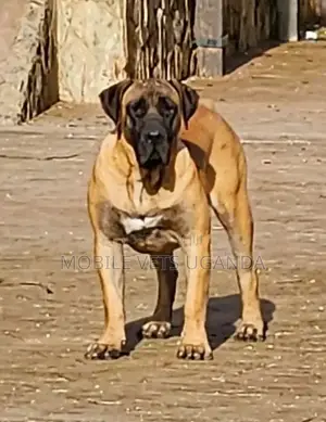 1+ year Female Purebred Boerboel