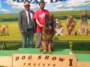6-12 months Female Purebred German Shepherd