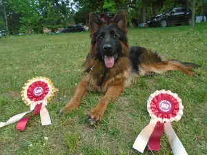 6-12 months Female Purebred German Shepherd
