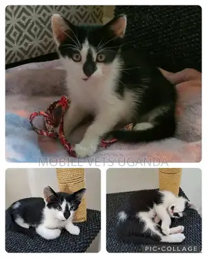 3-6 months Female Purebred American Bobtail