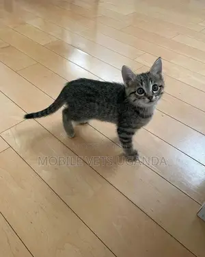 1-3 months Female Purebred American Curl