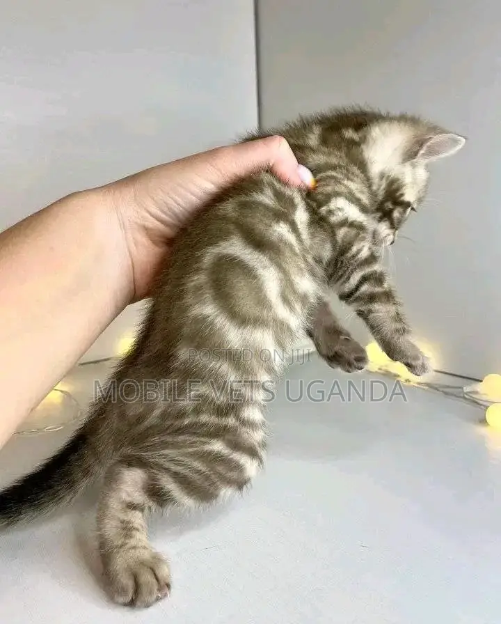 1-3 months Male Purebred Balinese