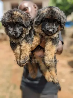 1-3 months Female Purebred German Shepherd