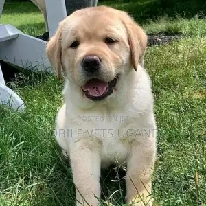 1-3 months Male Purebred Golden Retriever