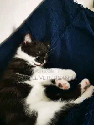 1-3 months Male Purebred American Bobtail