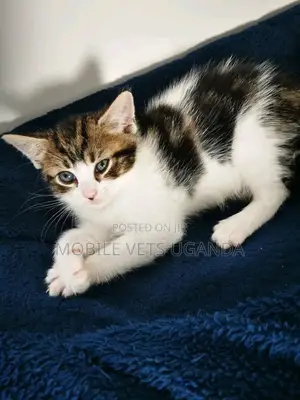 0-1 month Male Purebred American Bobtail