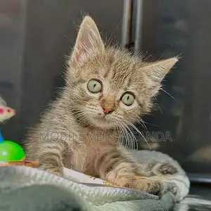 1-3 months Male Purebred American Curl