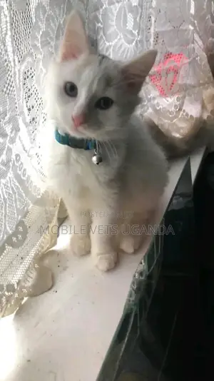 1-3 months Female Purebred American Curl