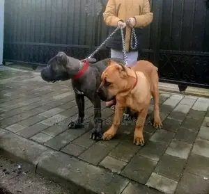3-6 months Male Purebred Boerboel