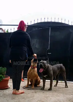 1+ year Female Purebred Boerboel