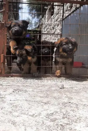 1-3 months Female Purebred German Shepherd