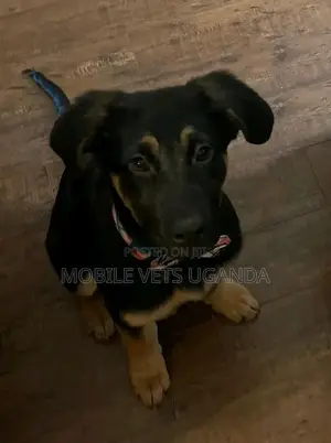1-3 months Male Purebred German Shepherd