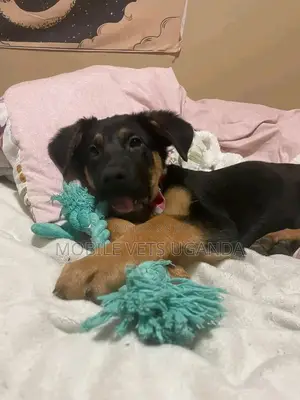 3-6 months Male Purebred German Shepherd