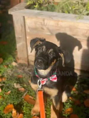 1-3 months Female Purebred German Shepherd