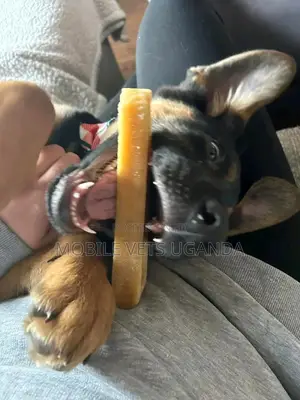 1-3 months Male Purebred German Shepherd