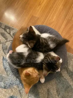0-1 month Female Purebred Ragdoll