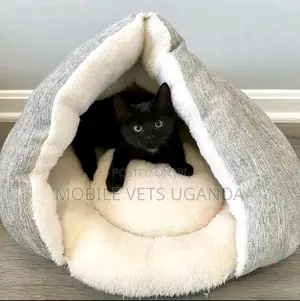 3-6 months Male Purebred Turkish Angora