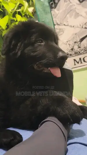 1-3 months Male Purebred German Shepherd