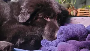 1-3 months Female Purebred German Shepherd