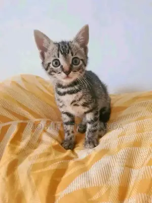 1-3 months Male Purebred Bombay