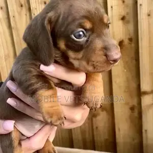 0-1 month Male Purebred Dachshund