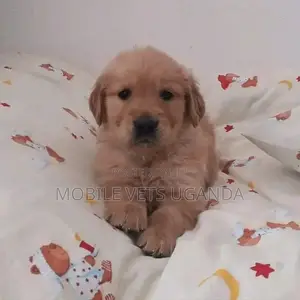 1-3 months Female Purebred Golden Retriever