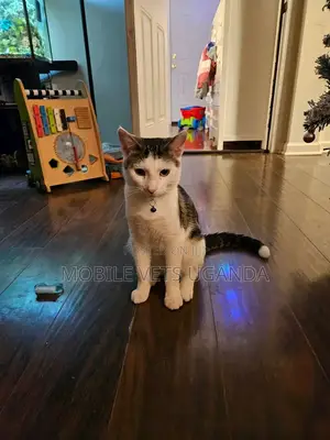 3-6 months Male Purebred American Shorthair