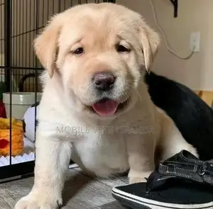3-6 months Female Purebred Golden Retriever