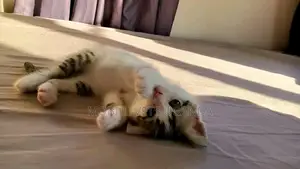 1-3 months Male Purebred Bengal