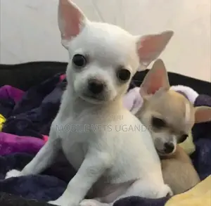 1-3 months Male Purebred Chihuahua