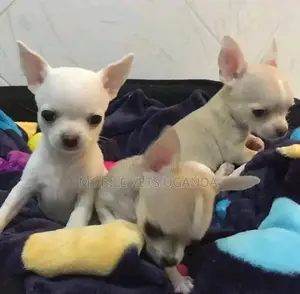 1-3 months Female Purebred Chihuahua
