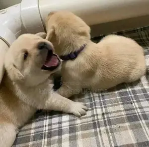 0-1 month Male Purebred Golden Retriever