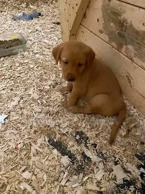 0-1 month Female Purebred Golden Retriever